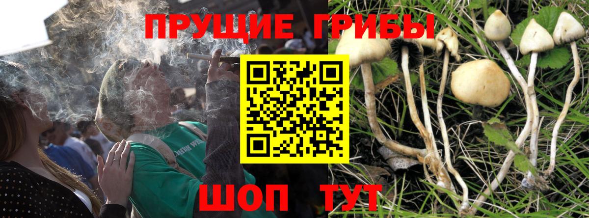 Псилоцибиновые грибы Psilocybe Малоярославец